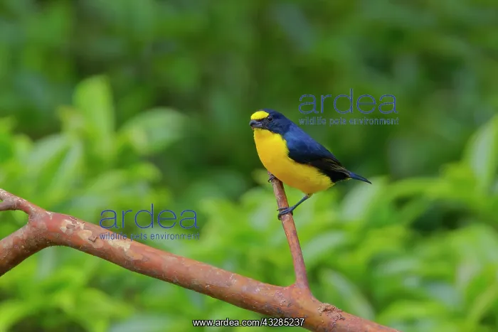 : Yellow-throated Euphonia Euphonia hirundinacea La Fortuna, C : Yellow-throated Euphonia Euphonia hirundinacea La Fortuna, C