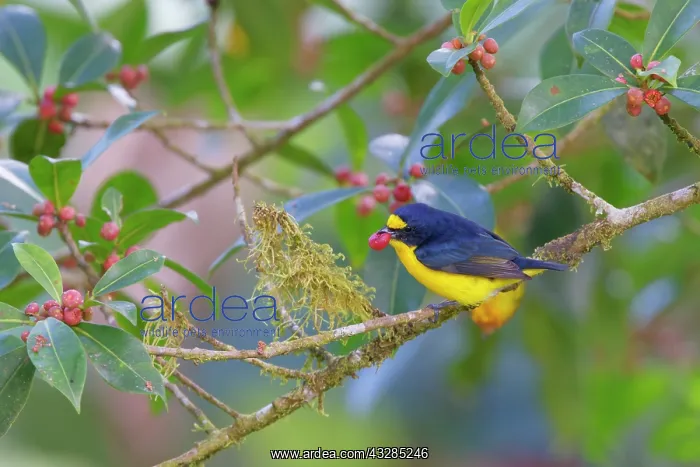 : Yellow-throated Euphonia Euphonia hirundinacea La Fortuna, C : Yellow-throated Euphonia Euphonia hirundinacea La Fortuna, C