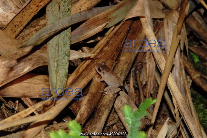 : Yellow-throated Frog : Yellow-throated Frog