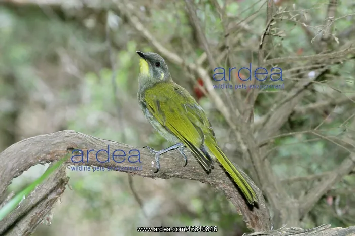 : Yellow-throated HONEYEATER - in woodland : Yellow-throated HONEYEATER - in woodland