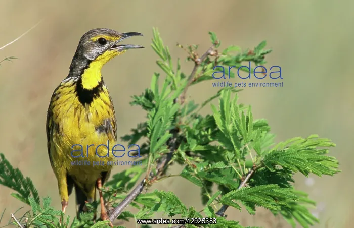 : Yellow-throated LONGCLAW - perched in tree : Yellow-throated LONGCLAW - perched in tree