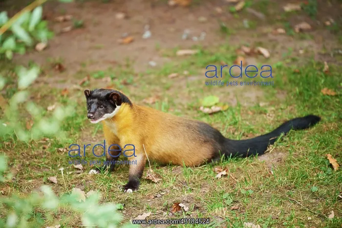 : Yellow-throated marten (Martes flavigula), captive : Yellow-throated marten (Martes flavigula), captive