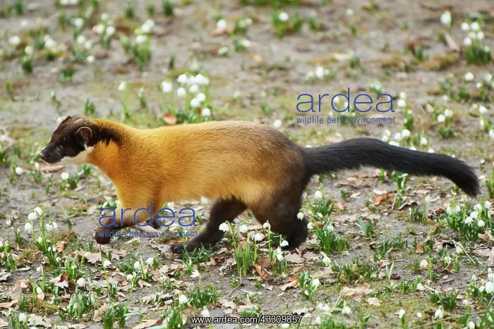 : Yellow-throated marten (Martes flavigula) running : Yellow-throated marten (Martes flavigula) running