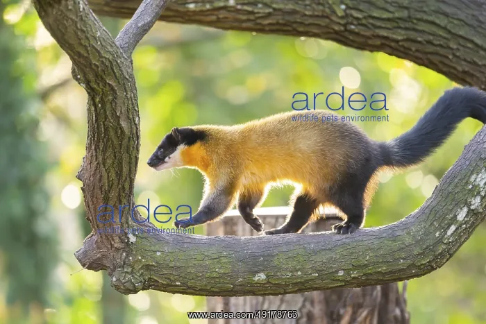 : Yellow-throated marten (Martes flavigula) on a tree in autumn : Yellow-throated marten (Martes flavigula) on a tree in autumn
