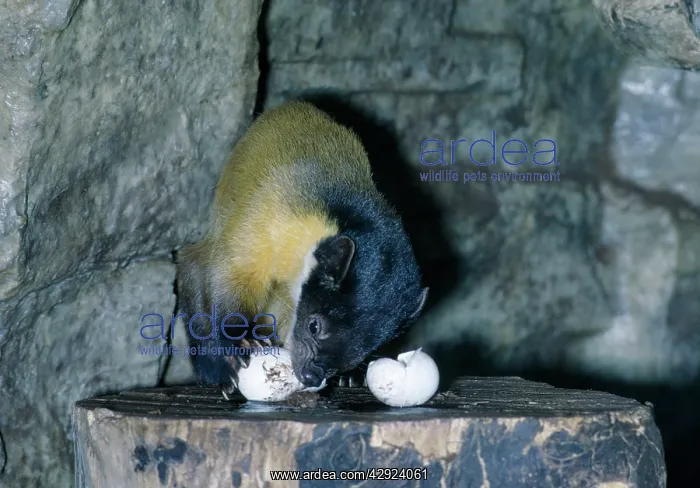 : Yellow-throated Marten - stealing eggs : Yellow-throated Marten - stealing eggs
