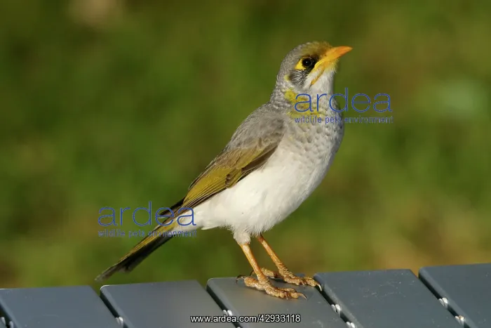 : Yellow-throated Miner : Yellow-throated Miner