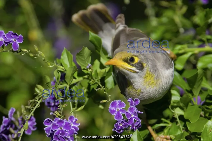 : Yellow-throated Miner : Yellow-throated Miner
