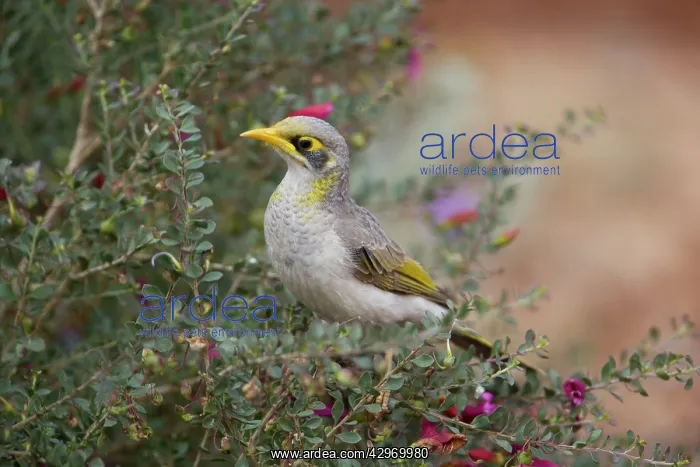 : Yellow-throated Miner : Yellow-throated Miner