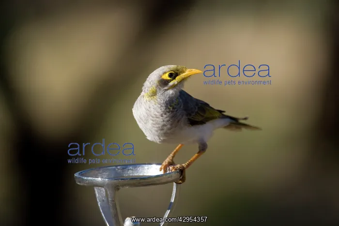: Yellow-throated Miner - on a drinking fountain : Yellow-throated Miner - on a drinking fountain