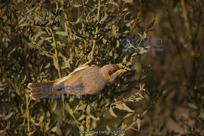 : Yellow-throated Miner - Feeding in bush - Papunya : Yellow-throated Miner - Feeding in bush - Papunya
