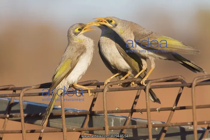: Yellow-throated Miner - Three of a group of four : Yellow-throated Miner - Three of a group of four