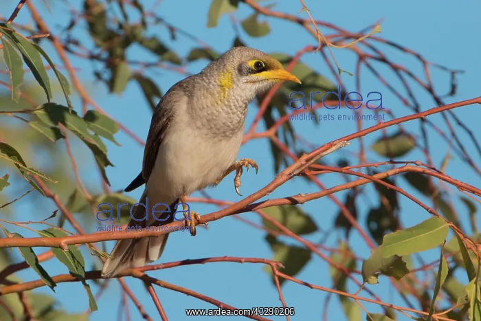 : Yellow-throated Miner - perched on thin Eucalypt branch : Yellow-throated Miner - perched on thin Eucalypt branch