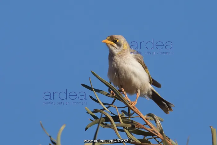 : Yellow-throated Miner - Perched on a Hakea macrocarpa : Yellow-throated Miner - Perched on a Hakea macrocarpa