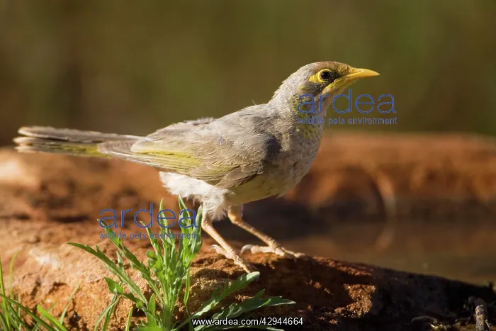 : Yellow-throated Miner - At a pool : Yellow-throated Miner - At a pool