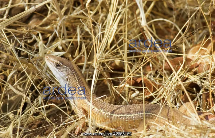 : Yellow-throated Plated Lizard : Yellow-throated Plated Lizard