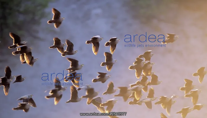 : Yellow-throated SANDGROUSE - flock in fight : Yellow-throated SANDGROUSE - flock in fight
