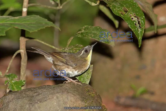 : Yellow-throated Scrubwren : Yellow-throated Scrubwren