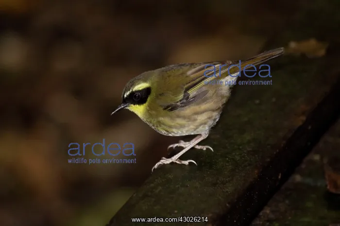 : Yellow-throated Scrubwren : Yellow-throated Scrubwren