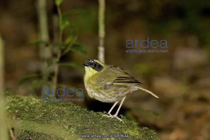 : Yellow-throated scrubwren : Yellow-throated scrubwren