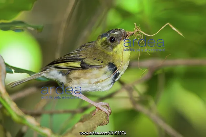 : Yellow-throated Scrubwren : Yellow-throated Scrubwren