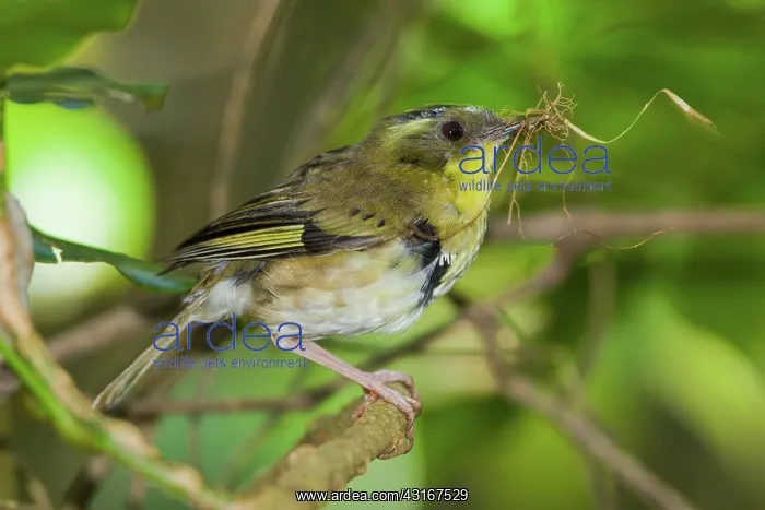 : Yellow-throated Scrubwren : Yellow-throated Scrubwren