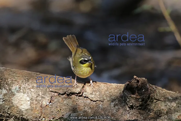: Yellow-throated Scrubwren male : Yellow-throated Scrubwren male