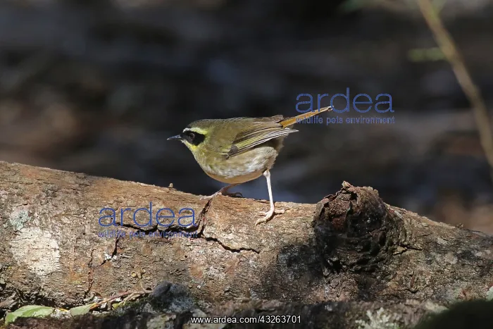 : Yellow-throated Scrubwren male : Yellow-throated Scrubwren male