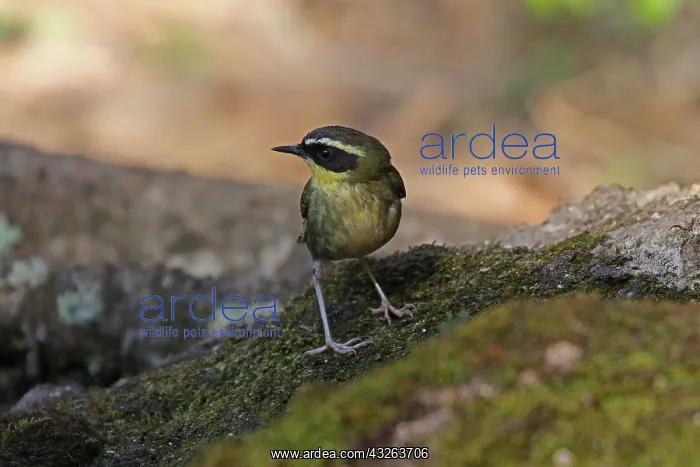 : Yellow-throated Scrubwren male after a bath : Yellow-throated Scrubwren male after a bath