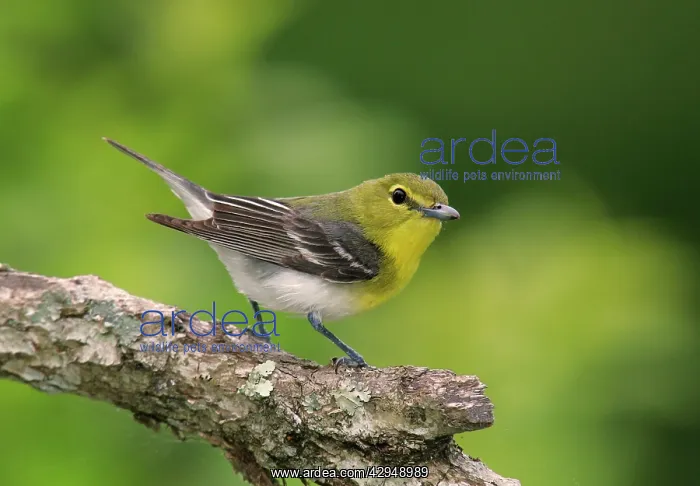 : Yellow-throated Vireo : Yellow-throated Vireo