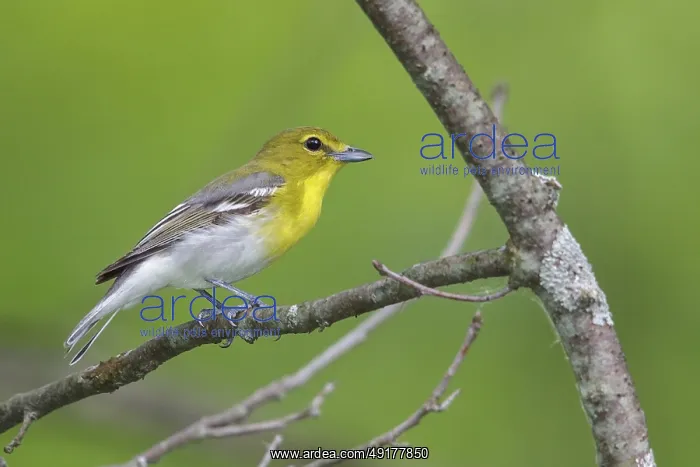 : Yellow-throated Vireo (Vireo flavifrons) perched on a branch in southern Ontario : Yellow-throated Vireo (Vireo flavifrons) perched on a branch in southern Ontario