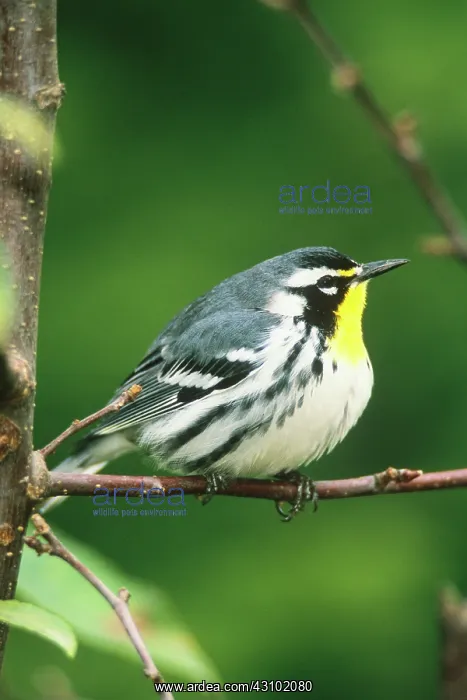 : Yellow-throated Warbler : Yellow-throated Warbler
