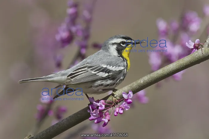 : Yellow-throated Warbler (Setophaga dominica) : Yellow-throated Warbler (Setophaga dominica)