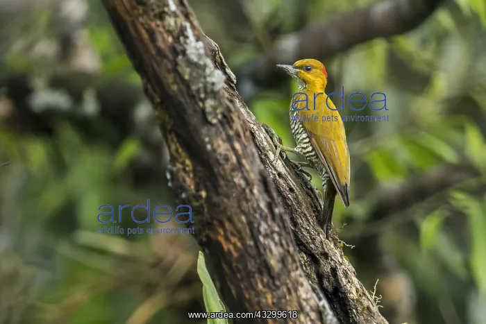 : Yellow-throated Woodpecker (Piculus flavigula) Putumayo : Yellow-throated Woodpecker (Piculus flavigula) Putumayo
