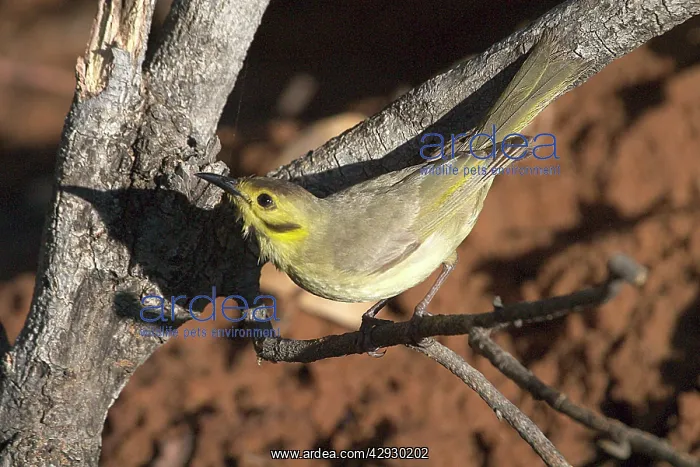 : Yellow-tinted Honeyeater : Yellow-tinted Honeyeater