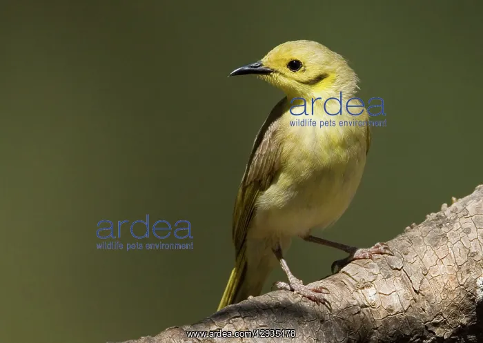 : Yellow-tinted Honeyeater : Yellow-tinted Honeyeater