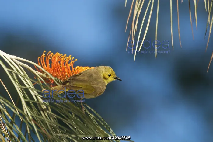 : Yellow-tinted Honeyeater : Yellow-tinted Honeyeater