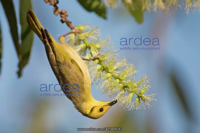 : Yellow-tinted Honeyeater : Yellow-tinted Honeyeater