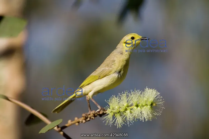 : Yellow-tinted Honeyeater : Yellow-tinted Honeyeater