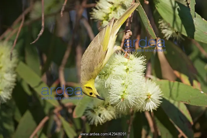 : Yellow-tinted Honeyeater : Yellow-tinted Honeyeater