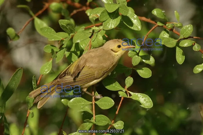 : Yellow-tinted Honeyeater - Bathing : Yellow-tinted Honeyeater - Bathing