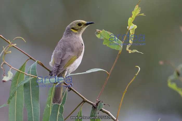 : Yellow-tinted Honeyeater - Fuscous Honeyeater - : Yellow-tinted Honeyeater - Fuscous Honeyeater -