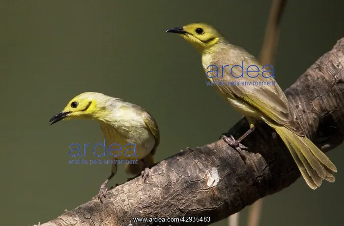 : Yellow-tinted Honeyeaters : Yellow-tinted Honeyeaters