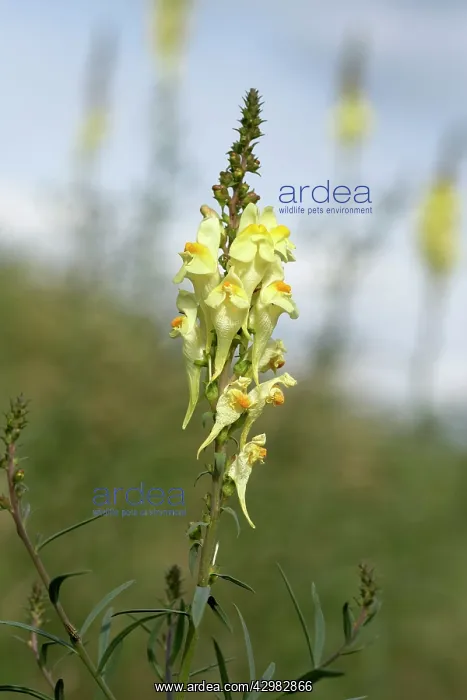 : Yellow toadflax - Inflorescence : Yellow toadflax - Inflorescence