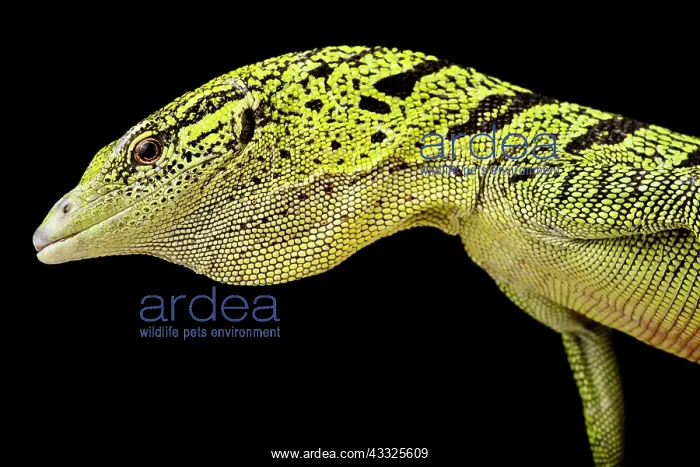 : Yellow tree monitor (Varanus reisingeri), on bla : Yellow tree monitor (Varanus reisingeri), on bla