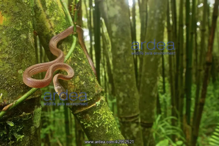 : Yellow Tree Snake - in the bamboo forest : Yellow Tree Snake - in the bamboo forest