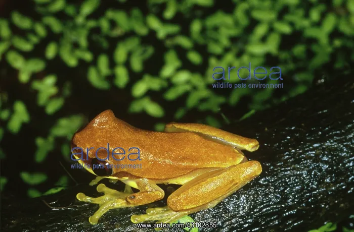 : Yellow Treefrog (Hyla microcephala) : Yellow Treefrog (Hyla microcephala)