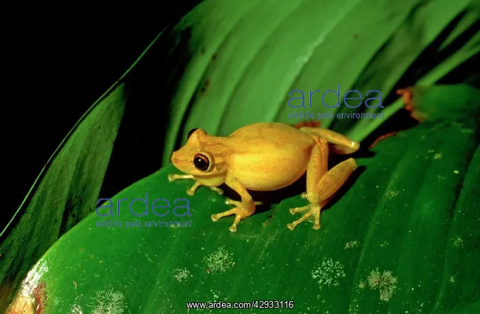 : Yellow TREEFROG - ON LEAF : Yellow TREEFROG - ON LEAF