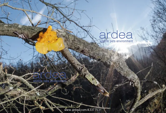 : The yellow trembler (Tremella mesenterica) growing : The yellow trembler (Tremella mesenterica) growing