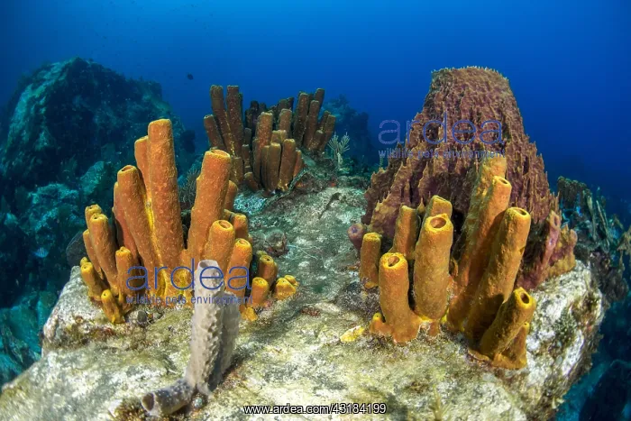 : Yellow Tube Sponge (Aplysina fistularis) and Barrel : Yellow Tube Sponge (Aplysina fistularis) and Barrel