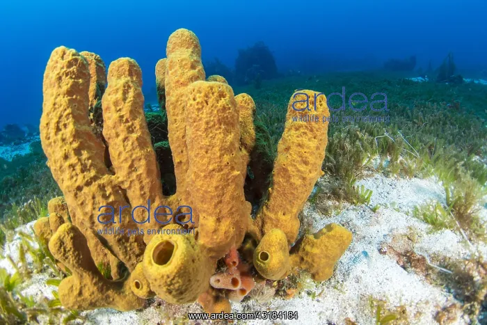 : Yellow Tube Sponge (Aplysina fistularis) and Halophila : Yellow Tube Sponge (Aplysina fistularis) and Halophila